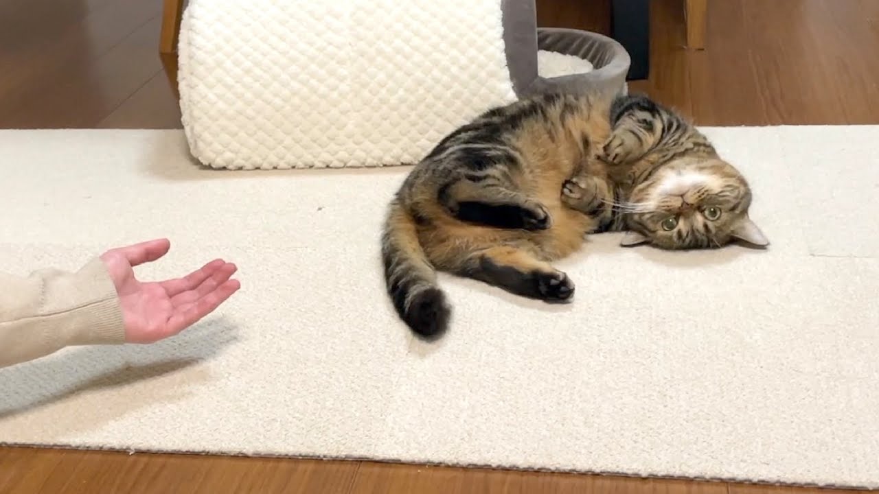 ツンデレ猫の甘えん坊チャレンジ！