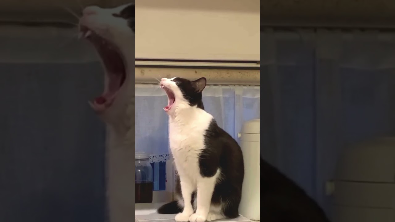 料理のメニューについてママとおしゃべりする猫#shorts #ねこ#おしゃべり#猫のいる暮らし#猫