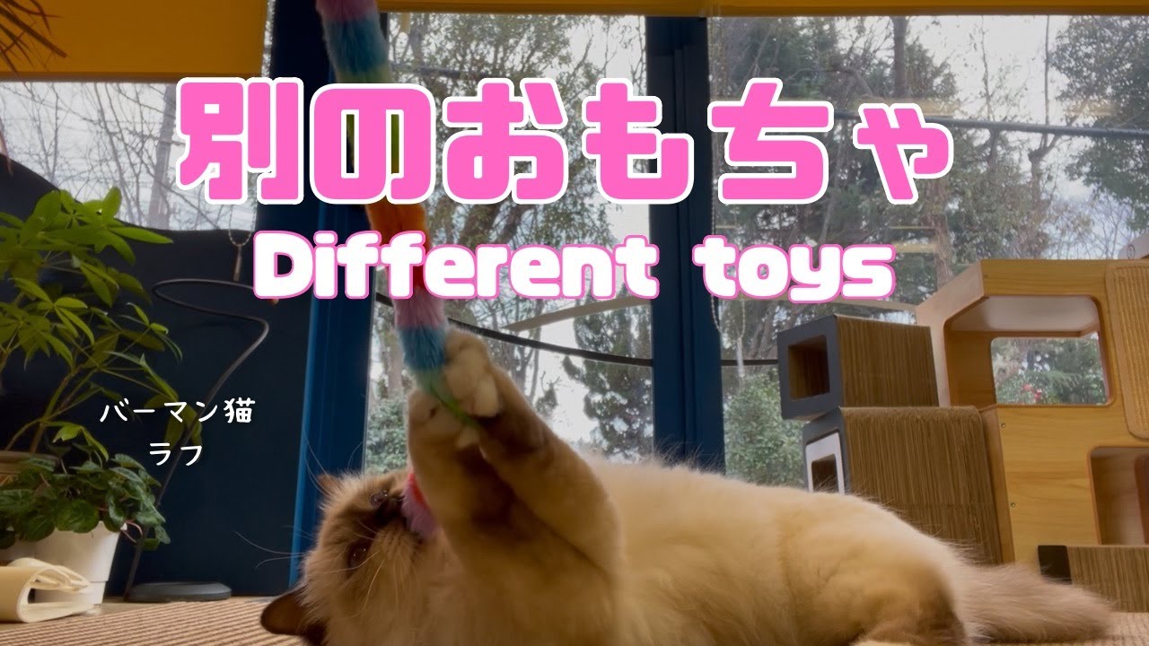 バーマン猫ラフ【別のおもちゃ】Different toys（バーマン猫）Birman/Cat