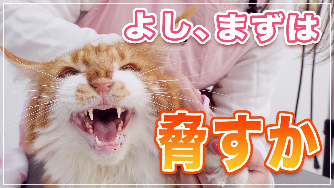 【ヴォルペちゃん】猫の気持ちの変化がわかると色々おもしろい【メインクーン】