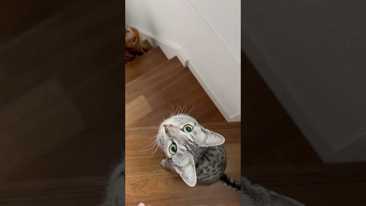 早朝のニャンズの様子😸#癒し動画 #癒し系猫 #cat #bengalcat #ocicat #ベンガル