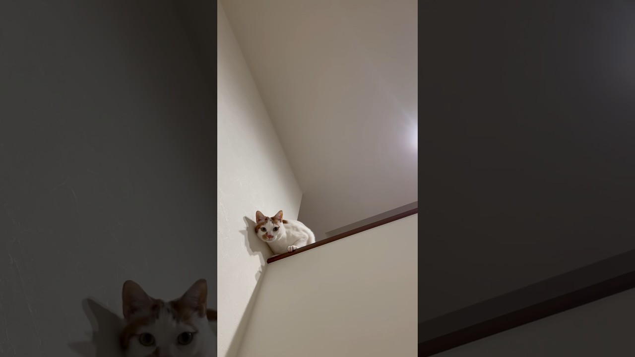 際どいところでデレる猫 #cat #保護猫 #日本猫