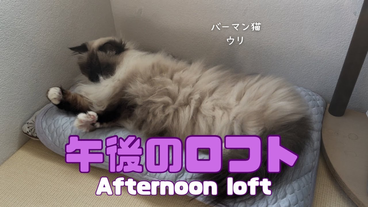 バーマン猫ガブとウリとラフ【午後のロフト】Afternoon loft（バーマン猫）Birman/Cat