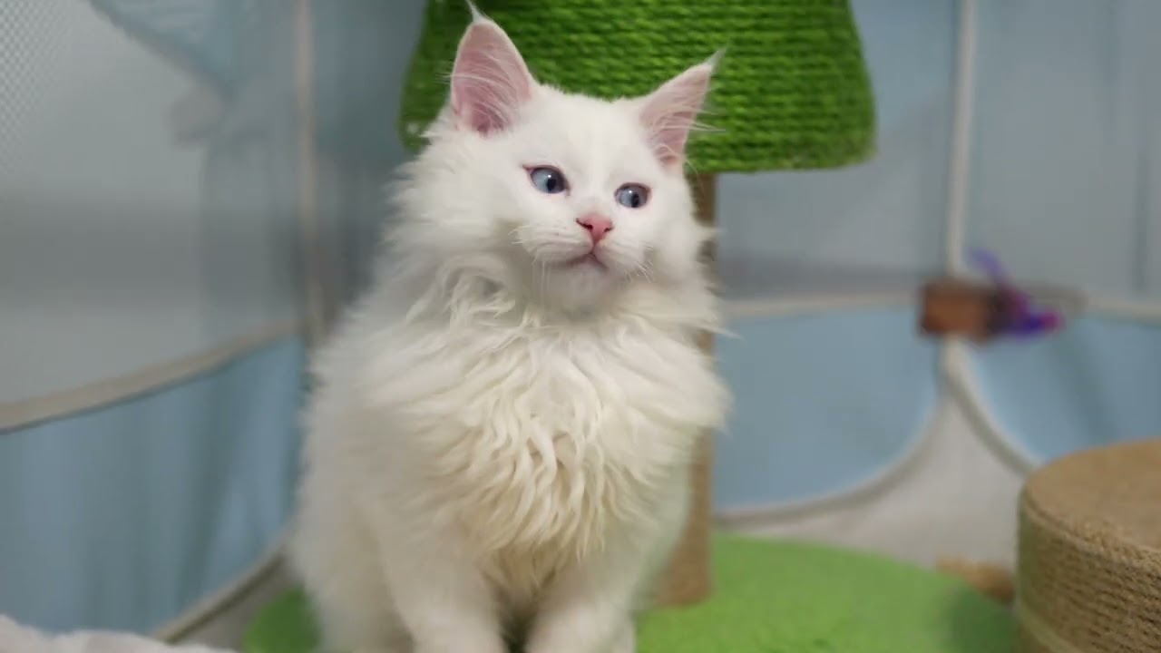 真っ白な猫ちゃん　#siberian  #サイベリアン  白中