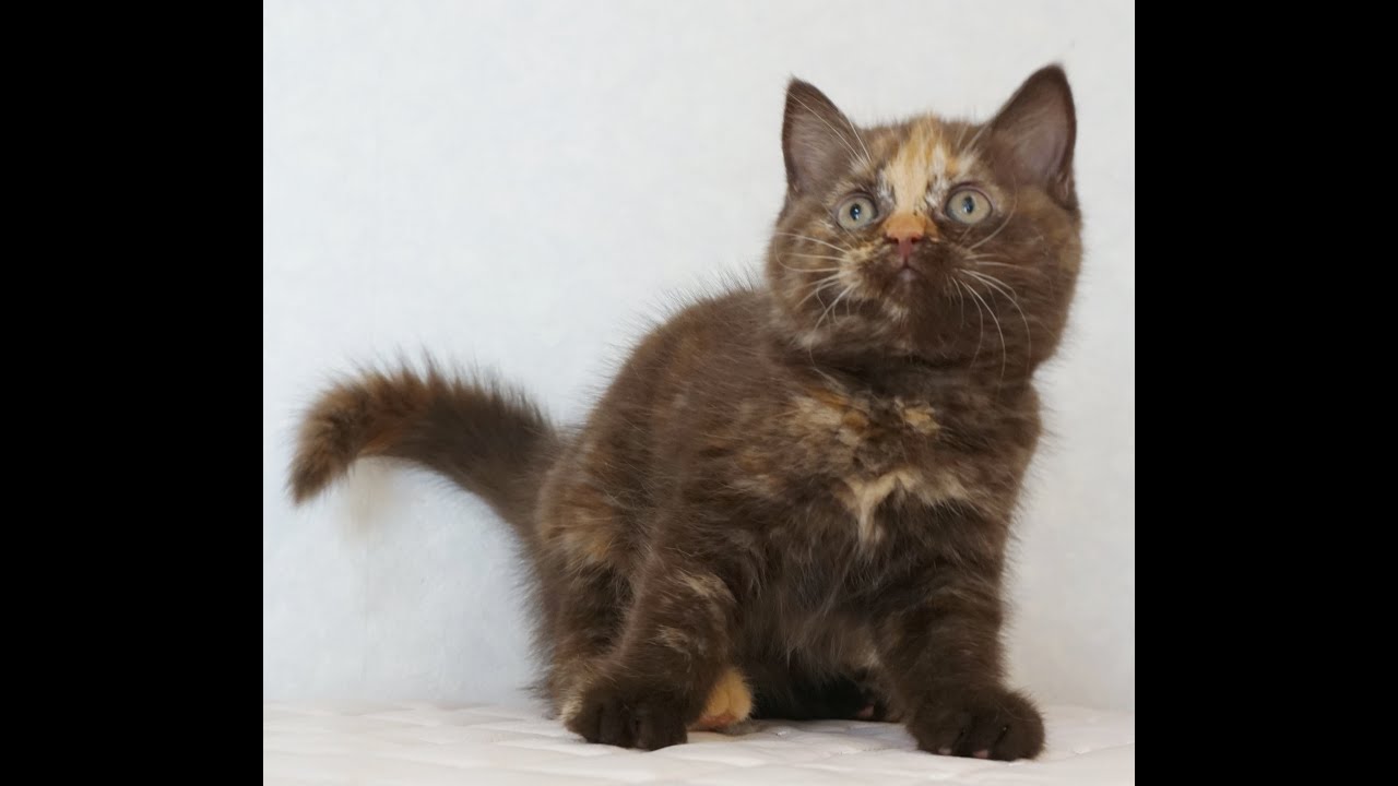 セルカークレックス子猫　Selkirk Rex　2024.12.6産まれ　チョコトーティー　ストレート　女の子　シーダキャット猫のお店
