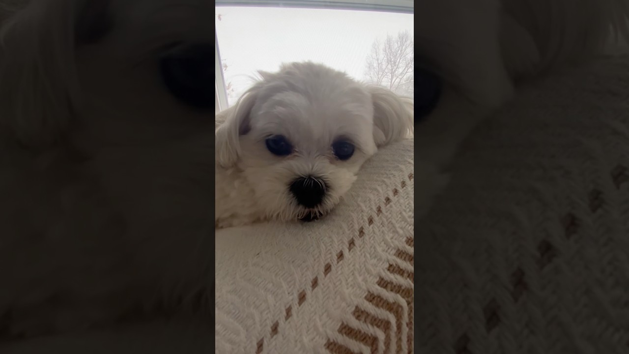 Making snowshoe trails for puppy | Shih Tzu / Bichon ￼mix | dog running trails