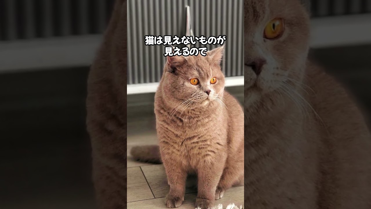 必ず天罰が下るだろう！ #cat #ねこのいる幸せ #ねこ好きさんと繋がりたい #ねこ大好き #ねこのいる暮らし #猫動画