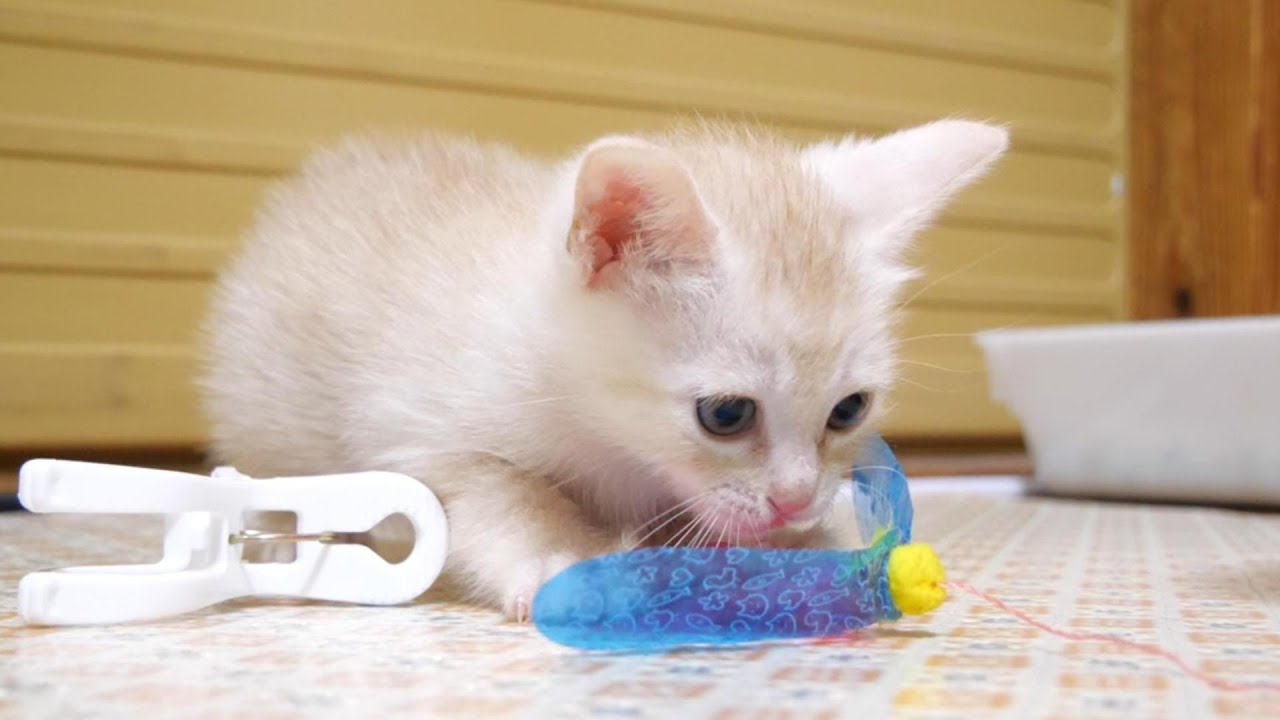 子猫がおもちゃを仲良くふたり占めして遊ぶ【赤ちゃん猫　保護猫】