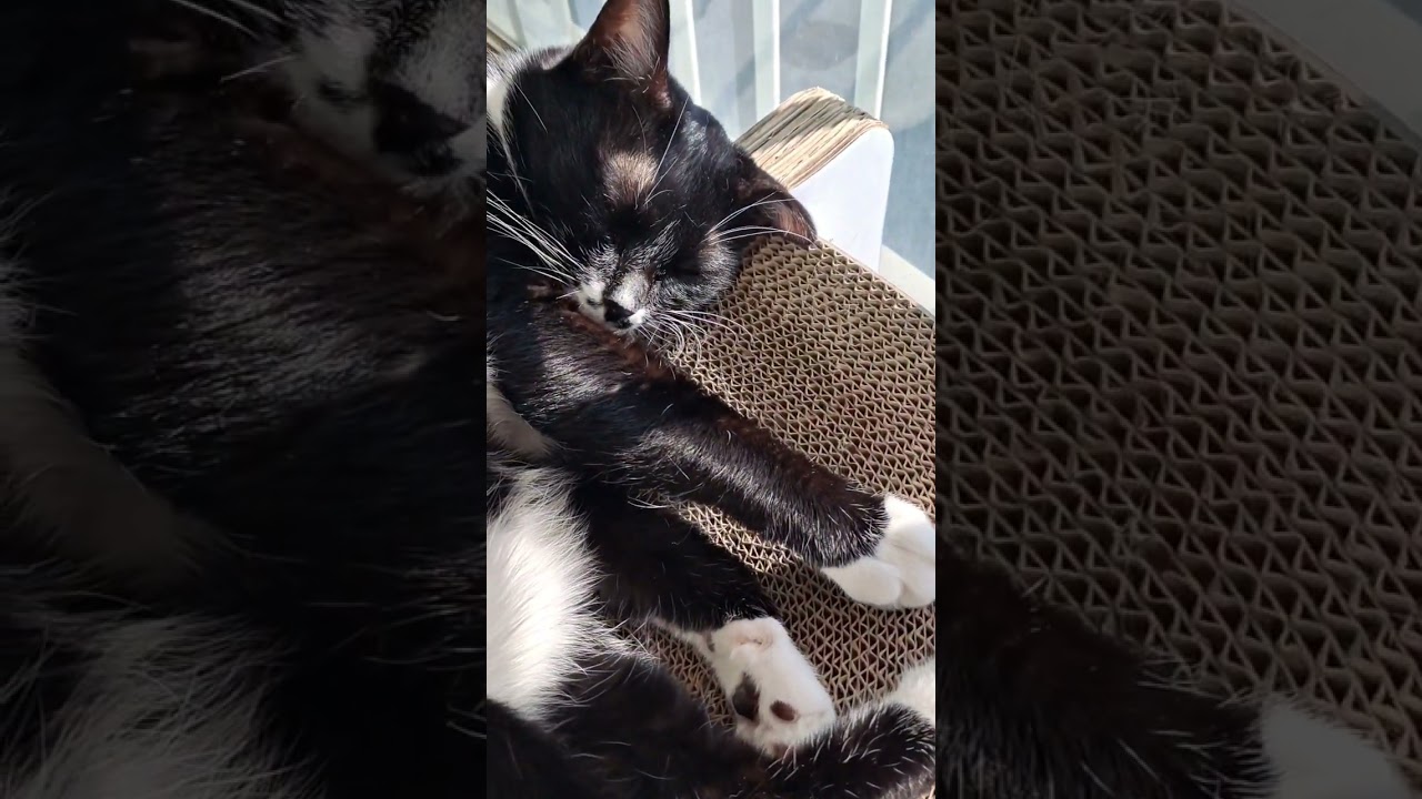반차쓰고 집에 돌아왔더니 고양이 반응 #catlife