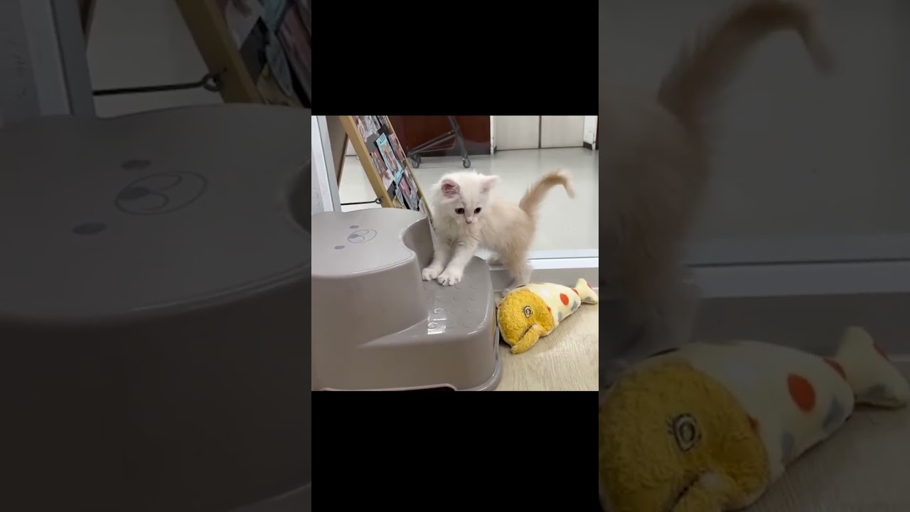 かわいい猫紹介 ラガマフィンの男の子😺【横浜ペットショップ ベルドック】#shorts #猫動画 #猫のいる暮らし