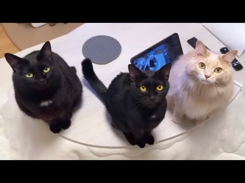 【ご報告】新しい家族を迎えることになりました。