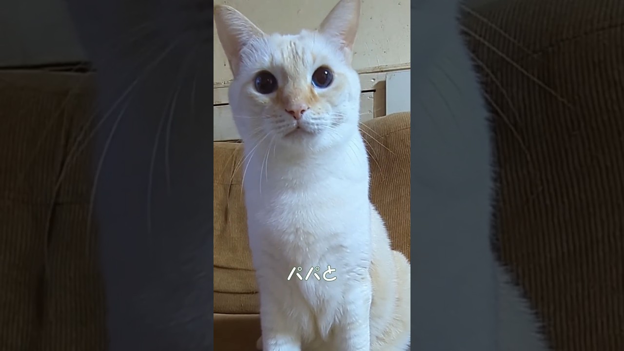 ママに怒られた💦レック #shorts