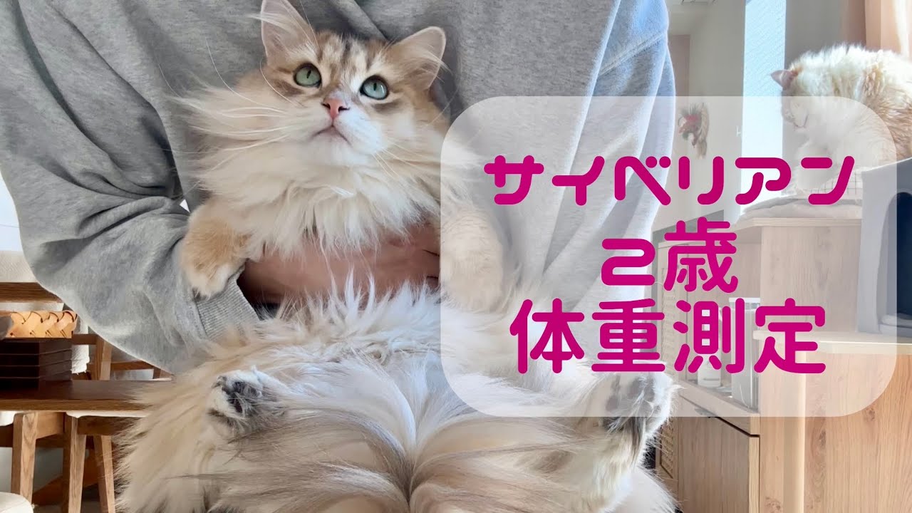 ２歳になったサイベリアンの体重を公開します！【猫の成長】