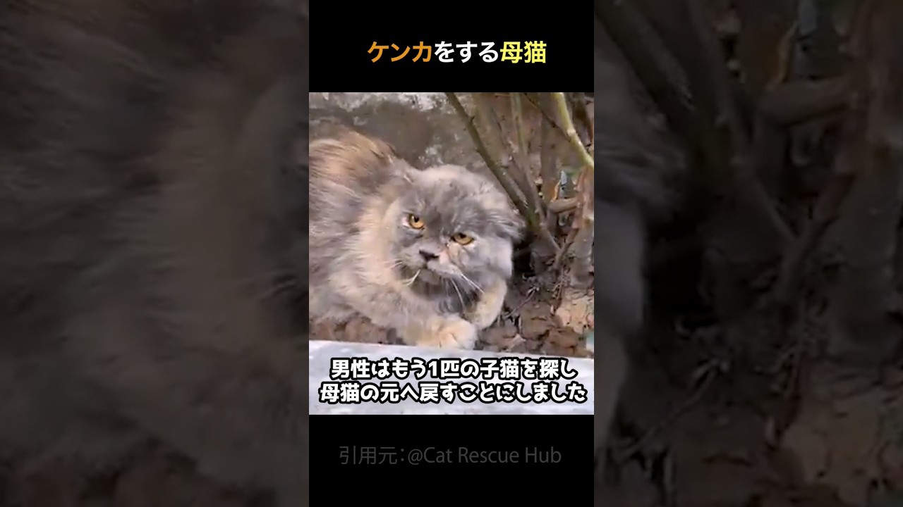 ケンカする母猫