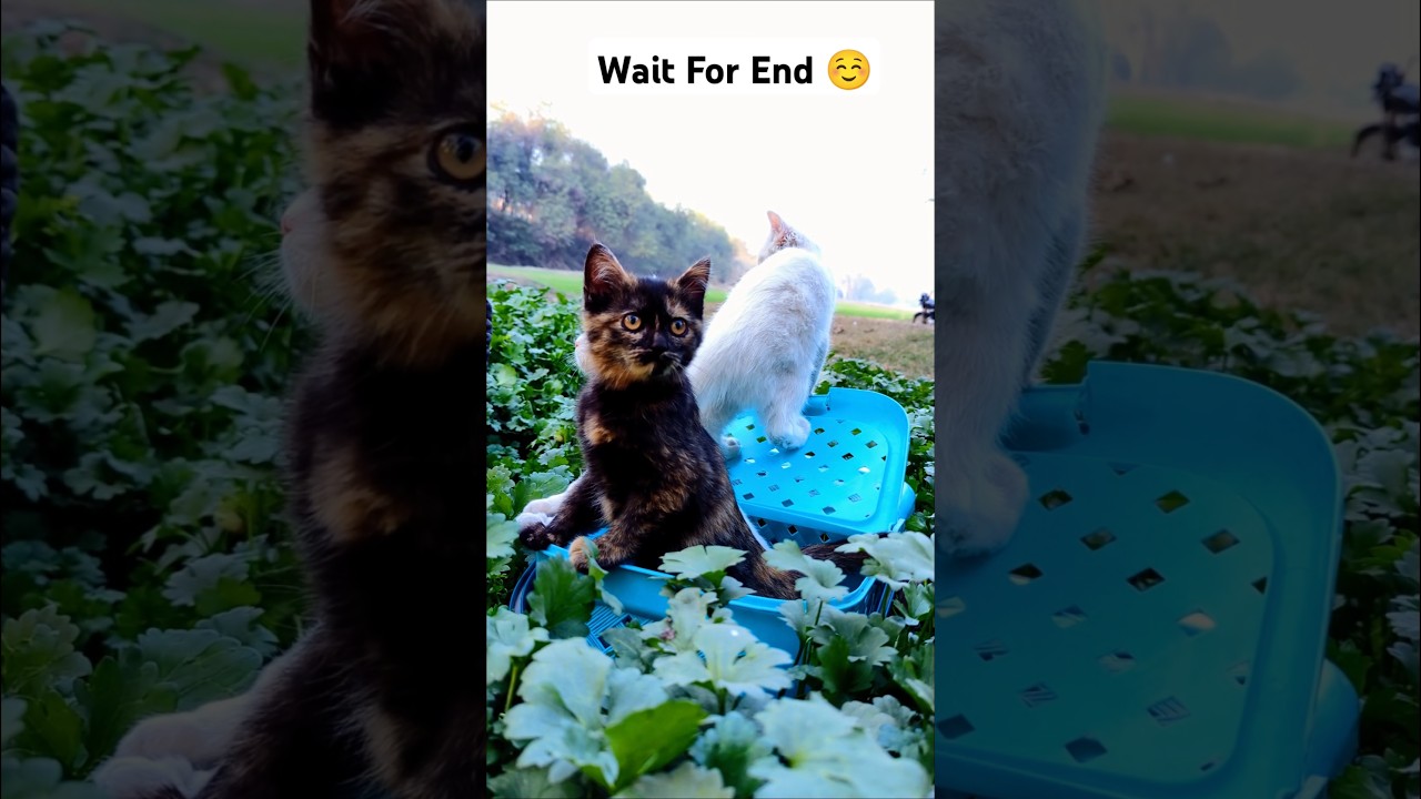 🐱 子猫たちの大冒険！ダンボールの中でぴょんぴょん飛び回り、かくれんぼを楽しむ無邪気な姿にキュン！💕 元気いっぱいに遊ぶ子猫たちのかわいい瞬間をお見逃しなく！📸✨#猫 #子猫 #かわいい #癒し