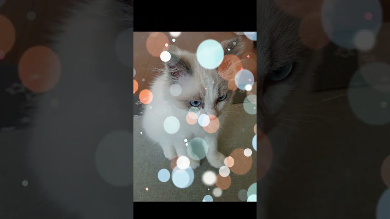迷子猫【犬のおまわりさん】 #cat #猫のいる暮らし #ラグドール
