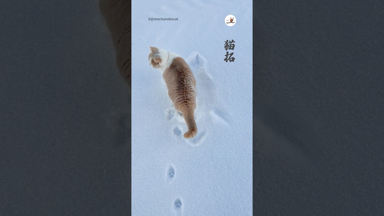 雪道でこれ見つけたい…｜PECO #スコティッシュフォールド #猫 #愛猫家 #猫のいる暮らし #scottishfold #cat #catlover #catlife