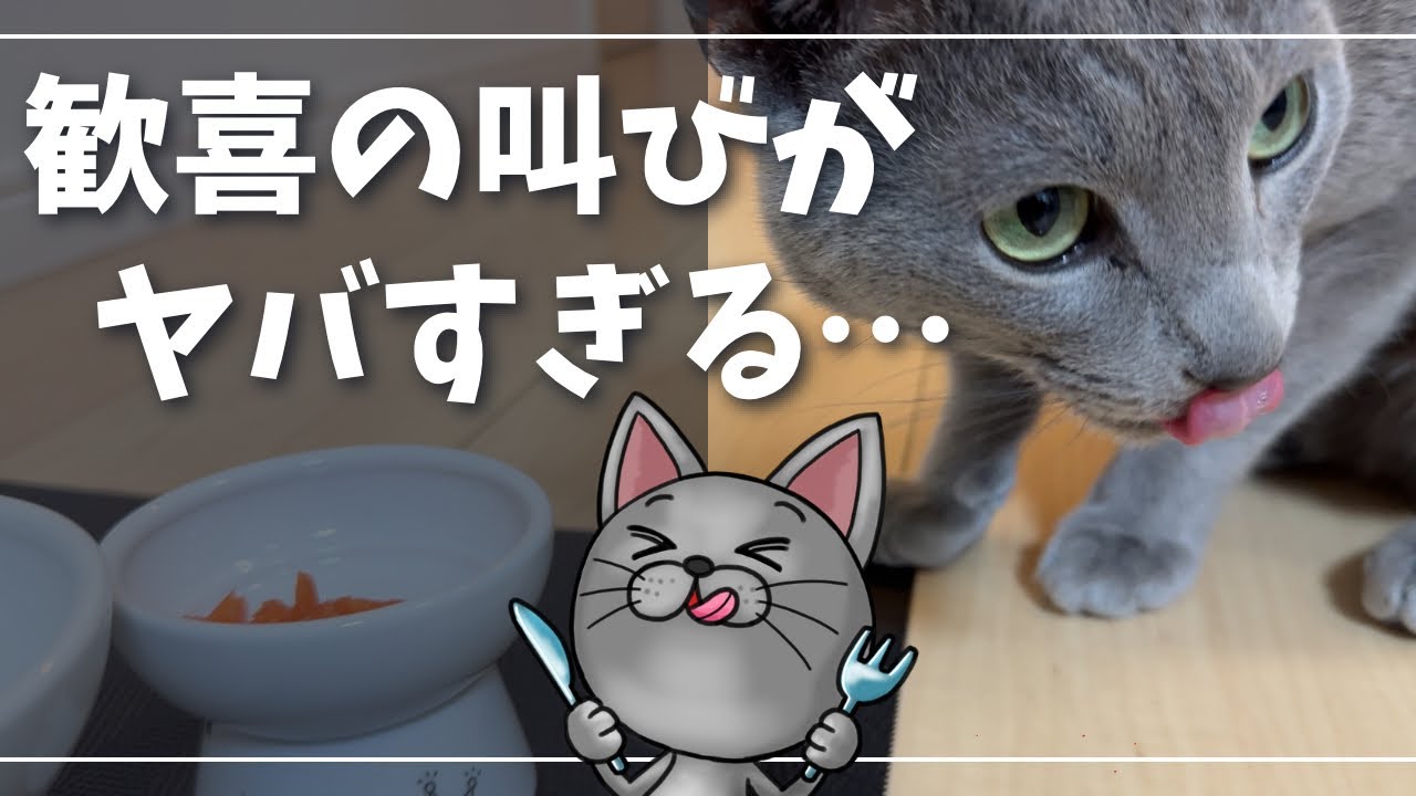 マグロとサーモンに歓喜の雄叫びをあげるかわいい猫【ロシアンブルー】