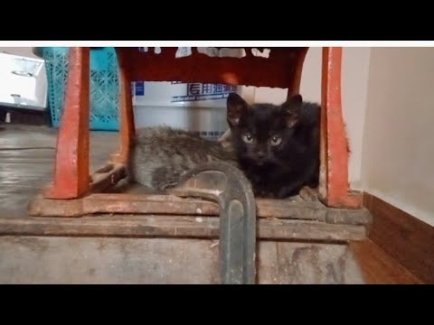 Super cute and cute kitten