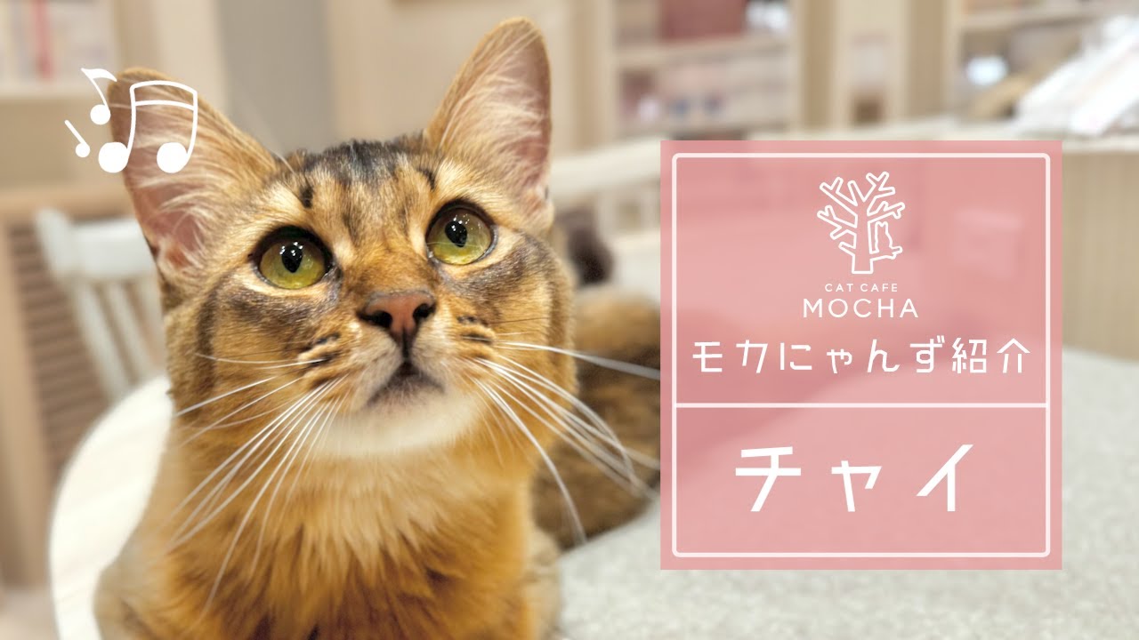 チャイ（ソマリ♀）イオンモール幕張新都心店