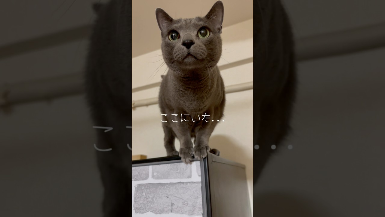 【ロシアンブルー】めろん私が起きるのいつも待ってます😊【猫】#shorts