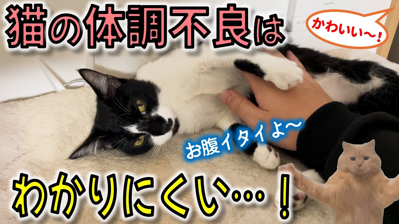 原因は●●！？預かってる保護子猫、謎の腹痛で病院へ…