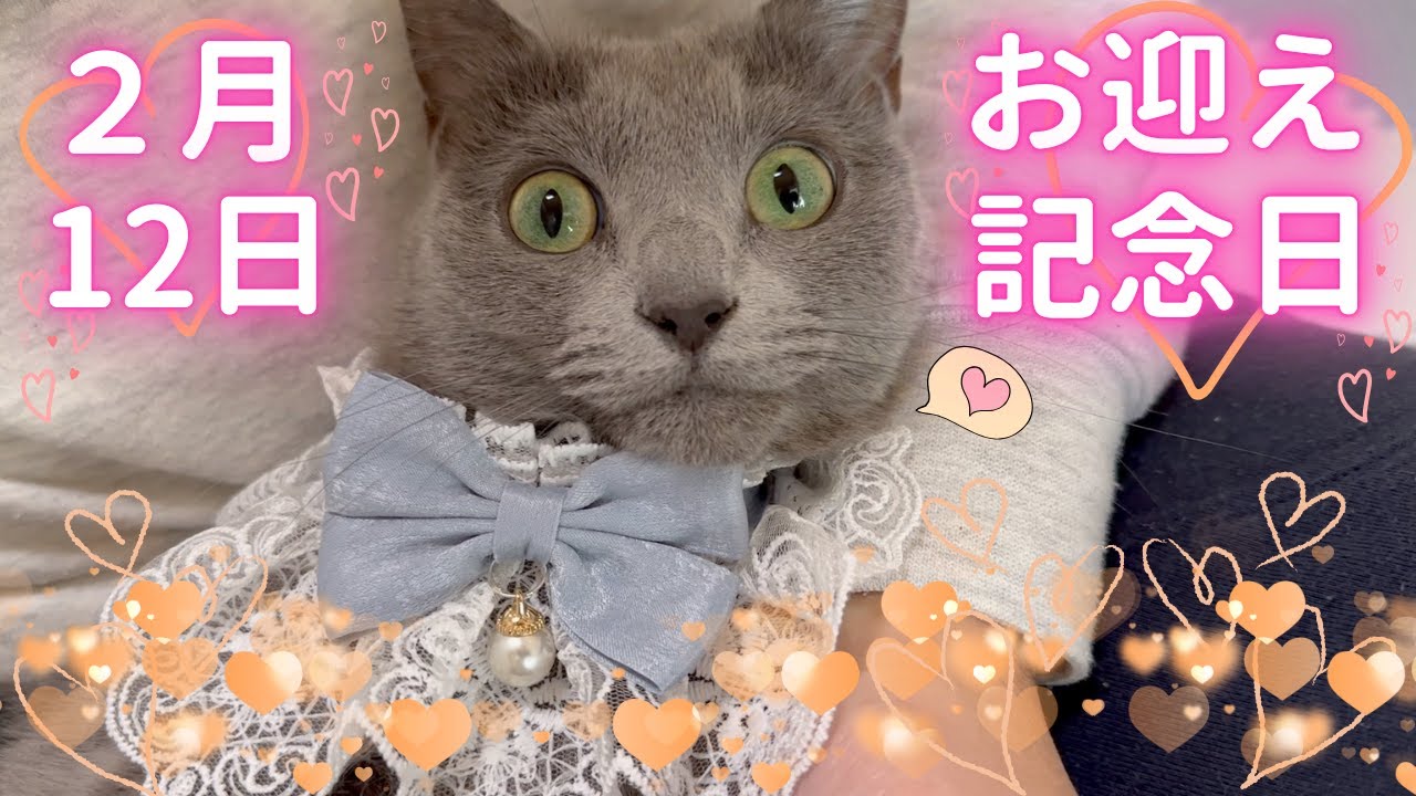 【猫ロシアンブルー】そらちゃん の お迎え記念日❤️〜2025ver〜