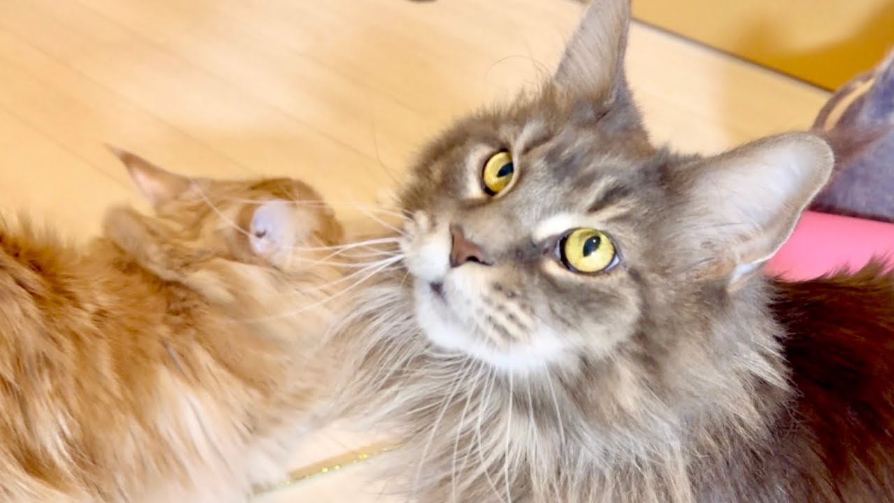 お出迎え猫　665日目　メインクーンのいる生活