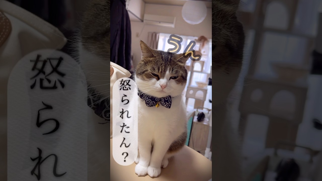 ちょっと不貞腐れてる猫😾😭　#ねこ #ねこ動画 #不貞腐れてる #ごめんね