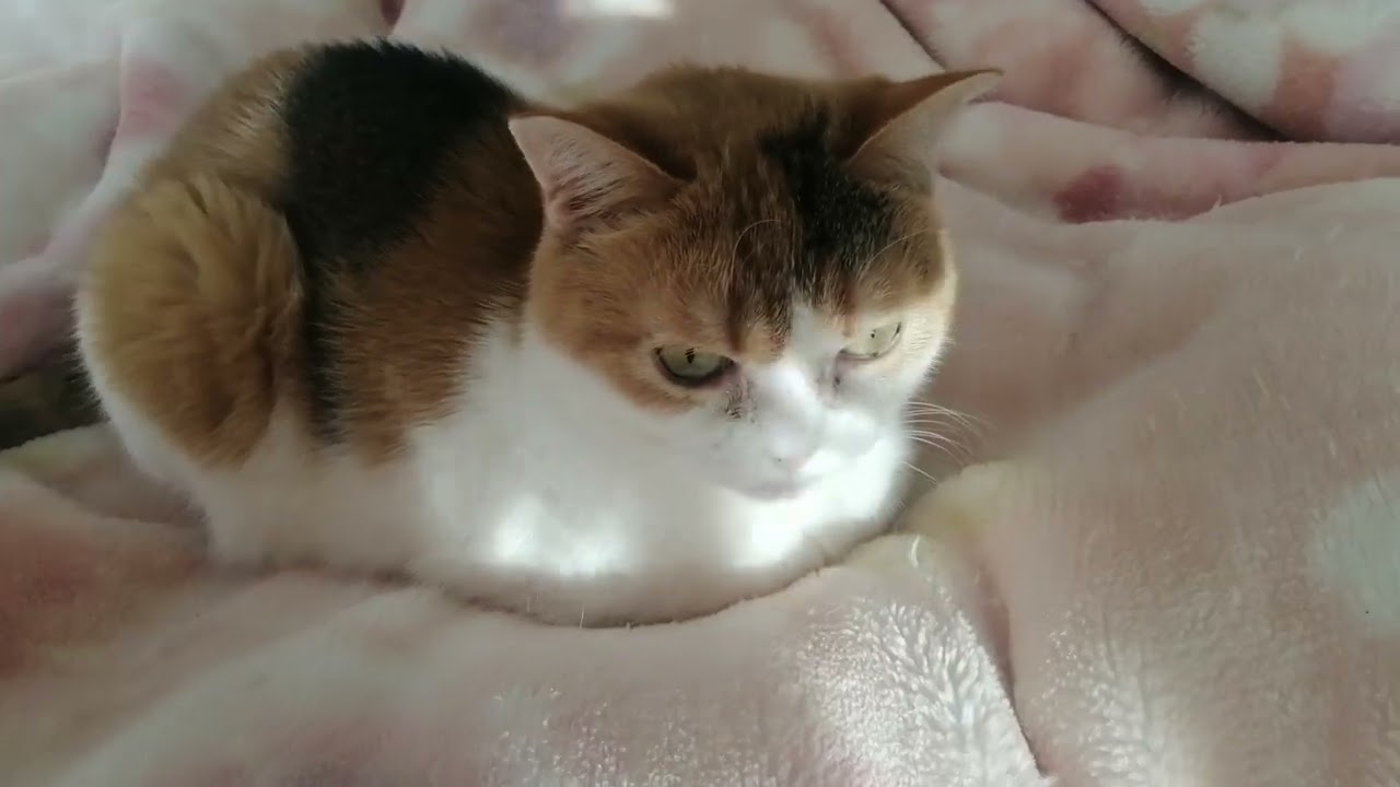 お手手ないない猫　日向ぼっこ編
