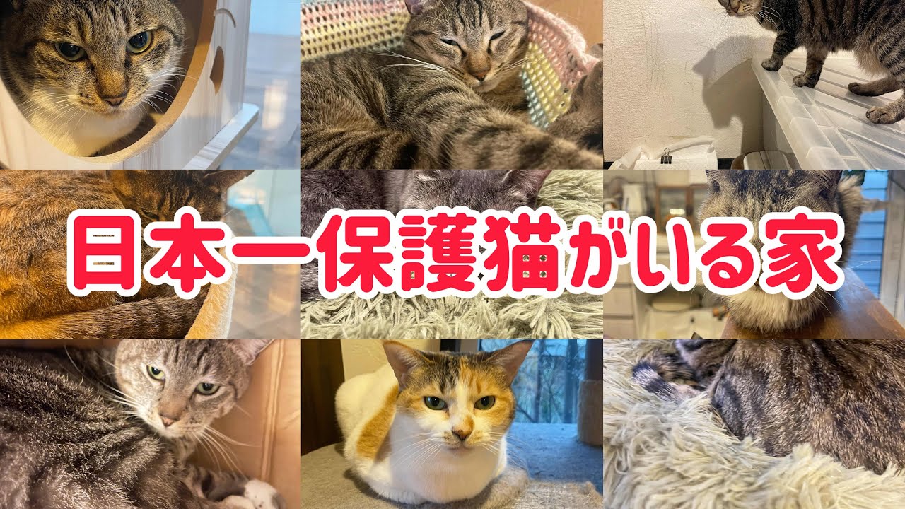②日本一保護猫が居る家‼️家族紹介