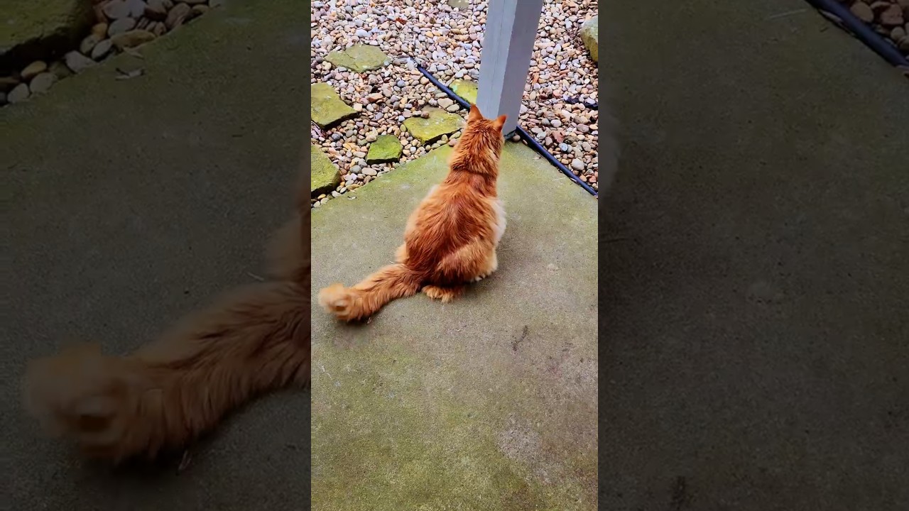 🐱 My Giant Maine Coon Cat Tried to Chase a Deer… But Then This Happened! 🤣 #mainecoon  #deer