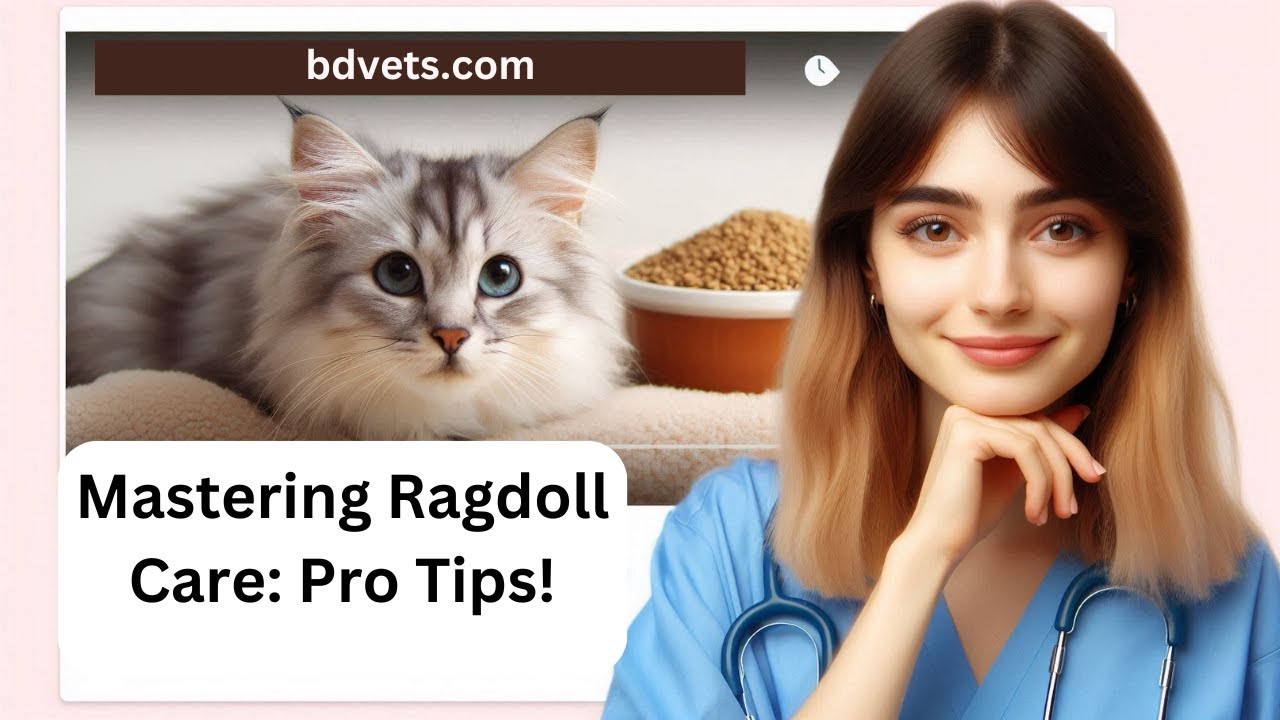How To Properly Care For Ragdoll Cats?