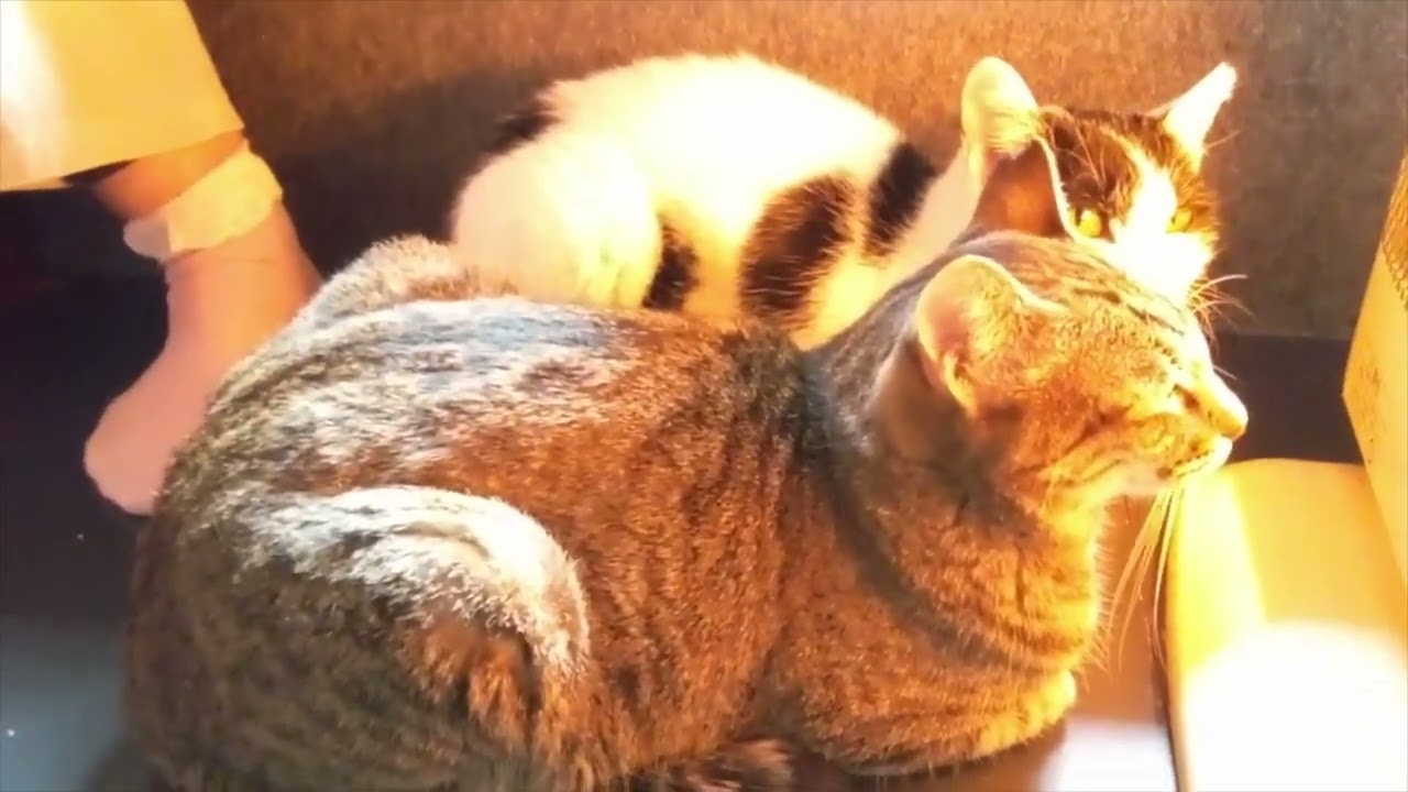 ストーブでほっこりしてる猫達　202502　スマホ撮影