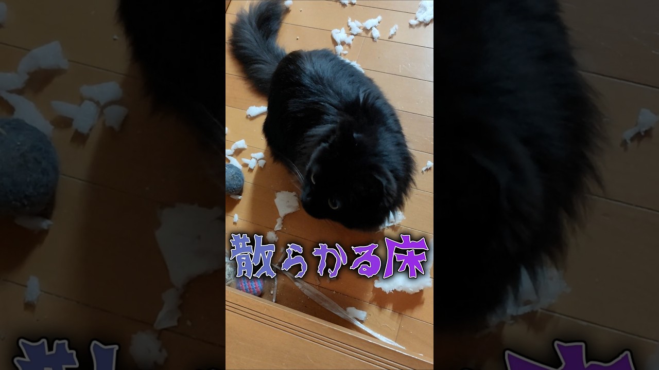 プラごみで散らかる床