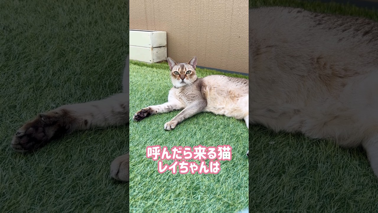ほっぺをなでるとうっとりするレイちゃん #シンガプーラ #cat #shorts