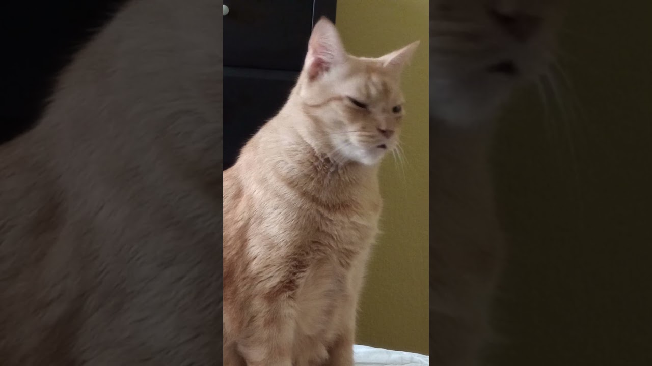 Milo Slow Blinks for Dinner