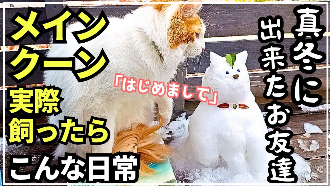メインクーンと雪のお友達