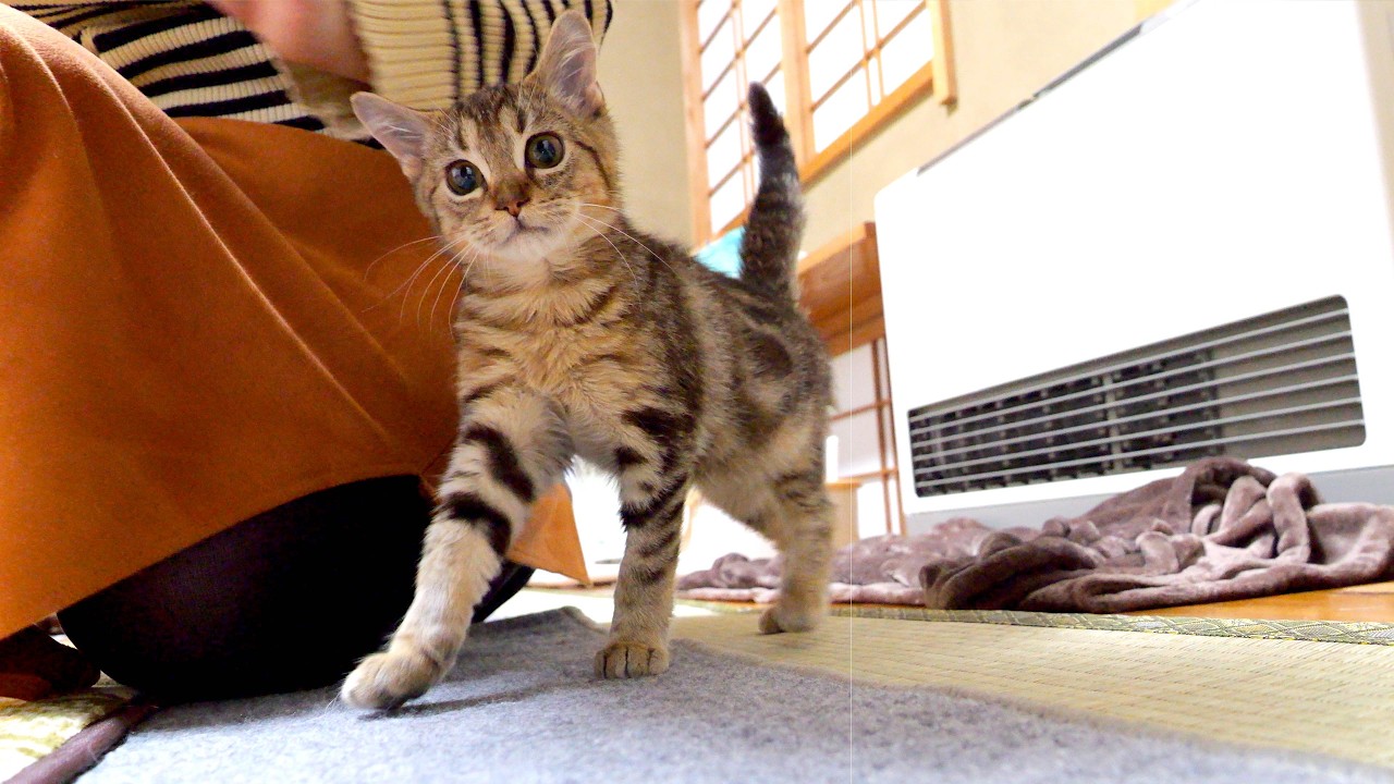 マンチカンとアメショーの子猫、初めての牛肉チャレンジ！結果はふたりとも…
