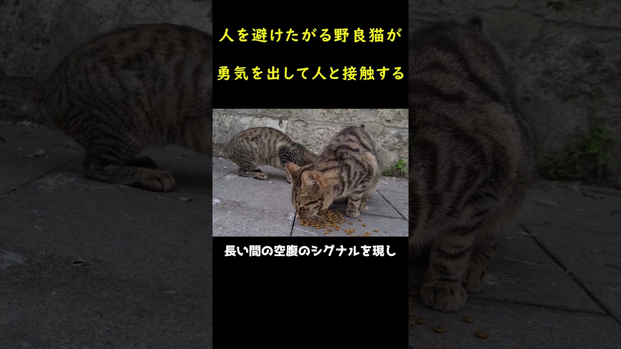 男性に近づいた不思議な野良猫！