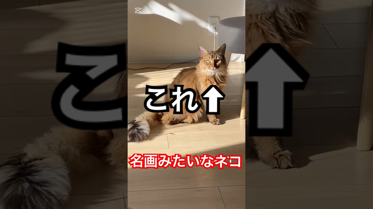 名画みたいなネコ #cat #ソマリ #ねこ #猫のいる暮らし #ねこ動画 #絵