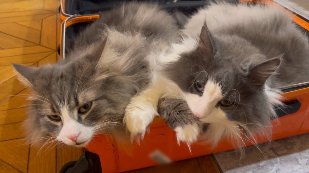 【のんびり】スーツケースが大人気すぎて占領された…ノルウェージャンフォレストキャットとターキッシュアンゴラ♡