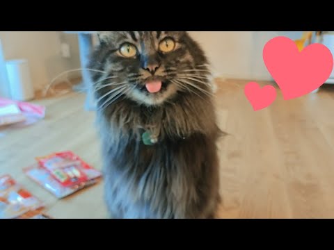 【メインクーン】ギンをこよなく愛する信者から何かが届いた・・👦🩷🤍😻