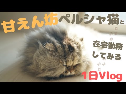 【世界一おしゃべりな？】甘えん坊ペルシャ猫と在宅勤務お兄さんのとある１日