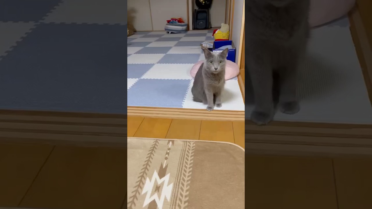【猫ロシアンブルー】「ごはーん」❤️そらちゃん喋る❤️#shorts