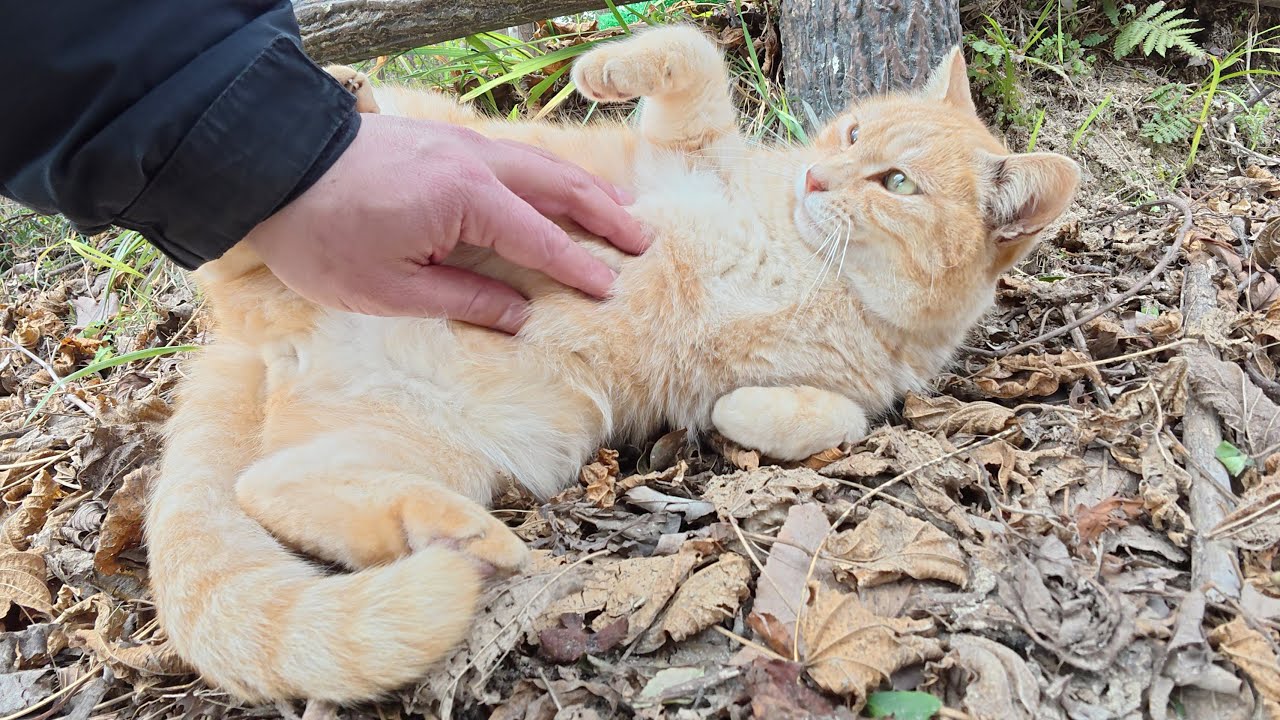 お腹丸出しで甘えてくるクリーム猫をひざの上にのせる