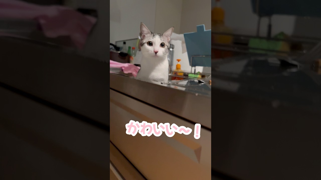 シンクの中に入り浸る子猫#子猫 #保護猫 #捨て猫