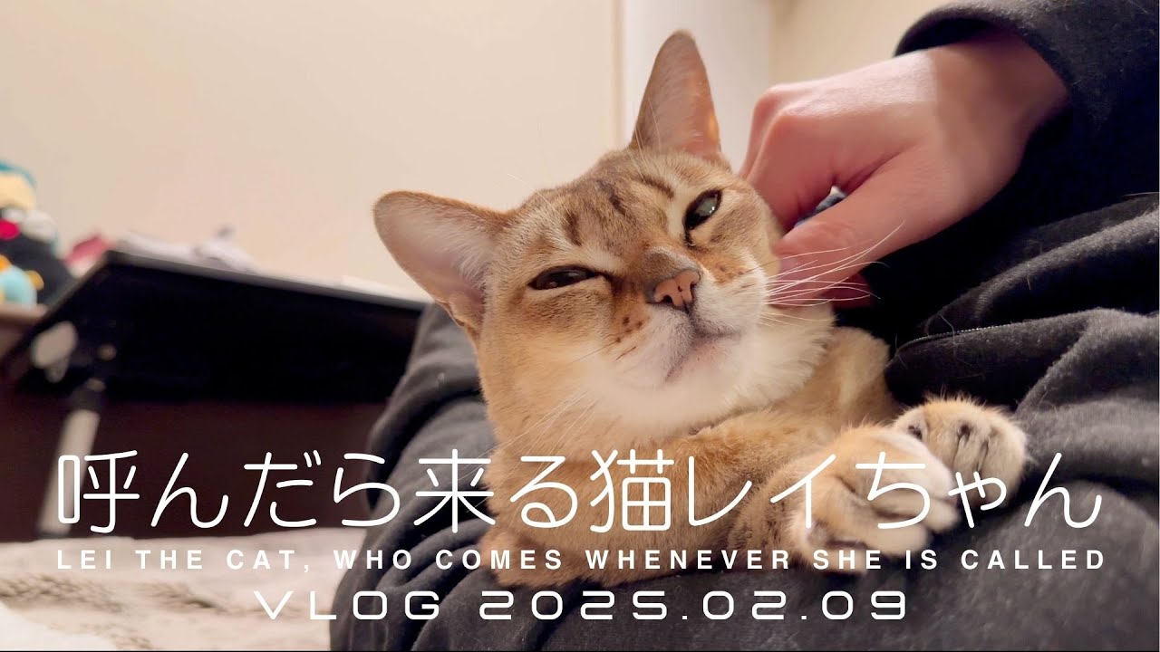 【VLOG 2025.02.09】呼んだら来る猫レイちゃん | Lei the cat, who comes whenever she is called【シンガプーラ】