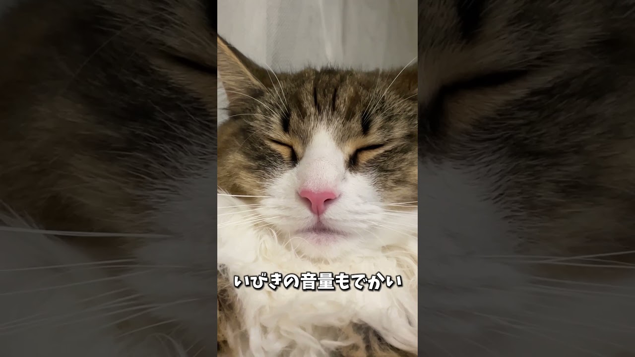 大型猫ノルウェージャンのここがいい！　 #cat #猫 #ノルウェージャンフォレストキャット #北欧猫