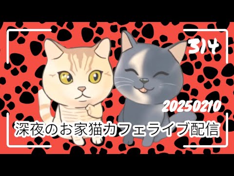 深夜のお家猫カフェライブ配信 ３１４